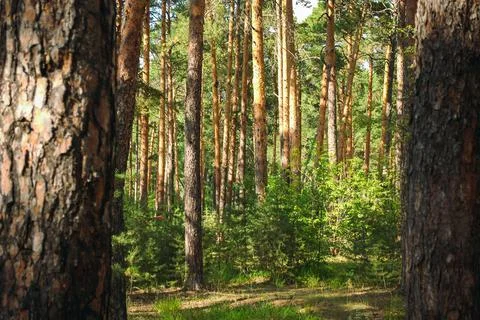 Slender pine trees are illuminated by the warm light of the sun Stock Photos
