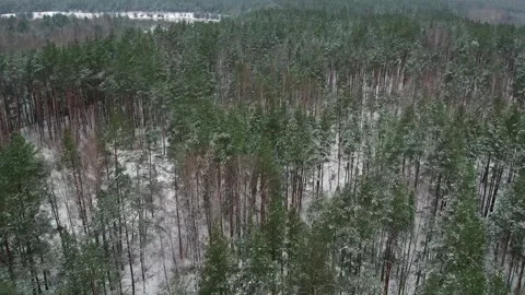 Slender pine trees in winter snowy forest. Aerial view Stock Footage 266723825