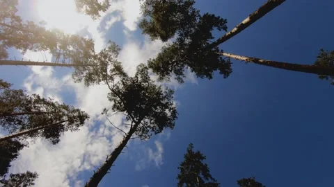 Slender pines Stock Footage 131079280