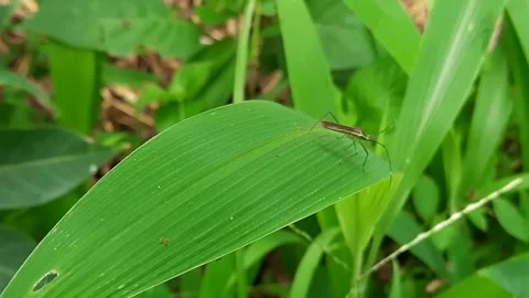 Slender Rice Ear Bug Crawling and Balancing on Swaying Green Leaf. Macro fo.. 스톡 동영상 335125569