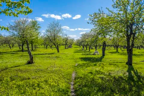Slender rows of Apple trees in bloom against a bright blue sky Stock Photos