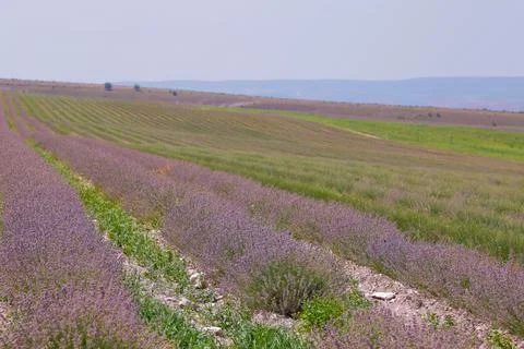 Slender rows of lavender in a field of essential oil crops at the end of the Stock Photos