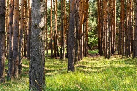 Slender rows of pines. Juicy green grass Stock Photos