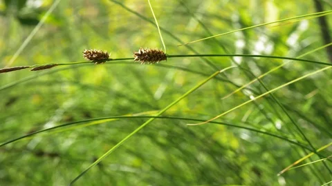 Slender sedge inflorescences Stock Footage 99809629