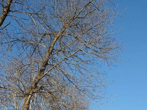 Slender spring trees against a clear blue sky background 写真素材