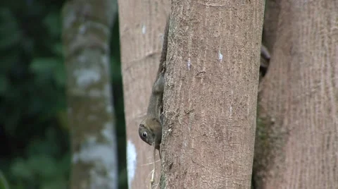 Slender Squirre climb tree trunk with twig in mouth chewing in rainforest Stock Footage 56020821