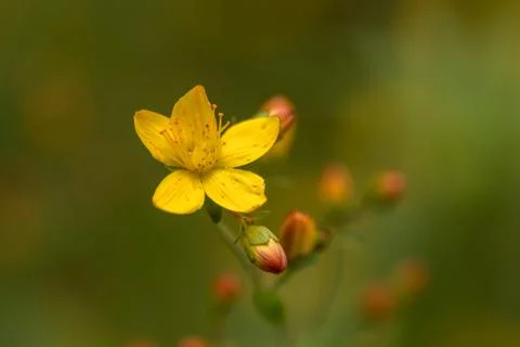 Slender St. Johns-wort Hypericum pulchrum. Yellow flower and buds. Family Stock Photos