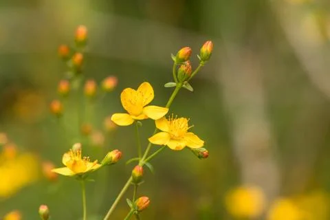 Slender St. Johns-wort Hypericum pulchrum. Yellow flower and buds. Family Stock Photos
