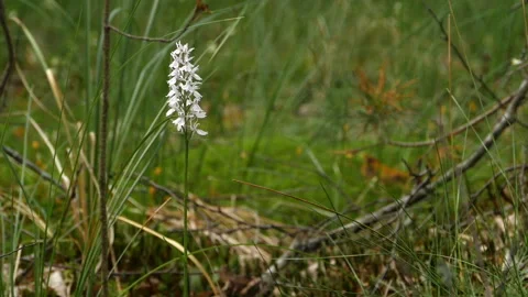 Slender stem with white flowers orchis Stock Footage 146446337