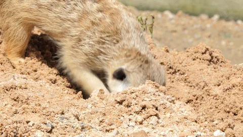 Slender-tailed Meerkat are digging sand. Stock-Footage 89833506