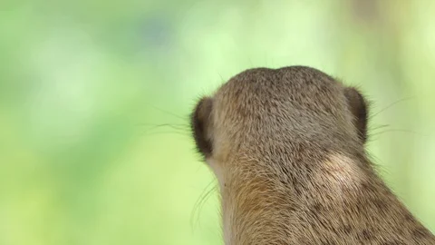 Slender-tailed Meerkat in forest. Stock-Footage 89833466