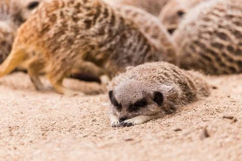 Slender tailed meerkat Stock Photos