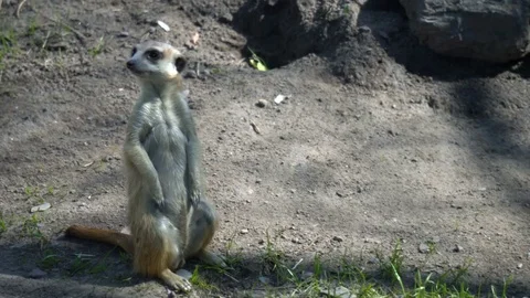 Slender-tailed meerkats Stock Footage 77968318