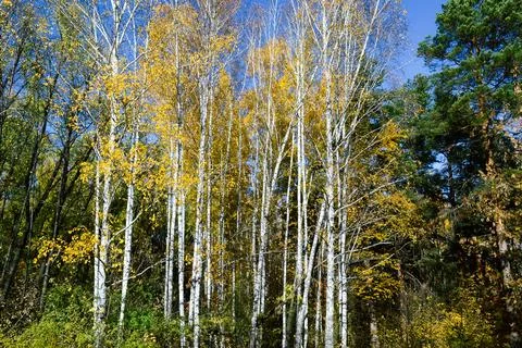 Slender tall birch trees with yellow foliage the middle of the forest Stock Photos