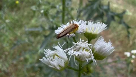 Slender Tan Beetle Feeding On Pollen Of A White Fleabane Flower Stock Footage 341601463