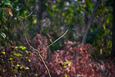 Slender Tree Branch Against Blurred Green Foliage Stock Photos