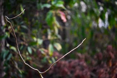 Slender Tree Branch Against Blurred Green Foliage Stock Photos
