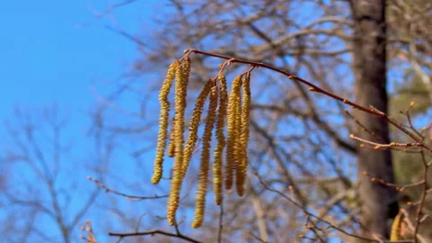 Slender tree branch with dangling catkin against a clear blue spring sky Video stock 336384468