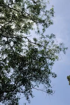 Slender Tree Branches Against Minimal Blue Sky Stock Photos