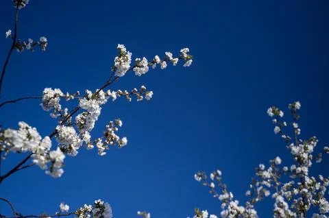 Slender tree branches reaching out towards a soft light sky in spring. Stock Photos