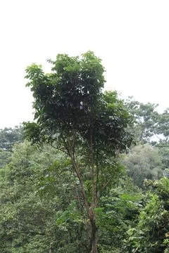 Slender Tree Rising Above Dense Woodland. Stock Photos