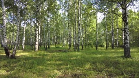 Slender tree trunks in a birch grove on a sunny summer day. Stock Footage 281424398
