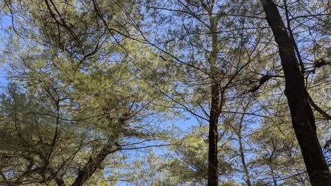 Slender tree trunks rise toward a clear blue sky. A dense canopy of thin ne.. Stock Photos