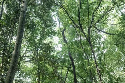 Slender Trees and Arched Canopy in a Bright Tropical Forest Stock Photos