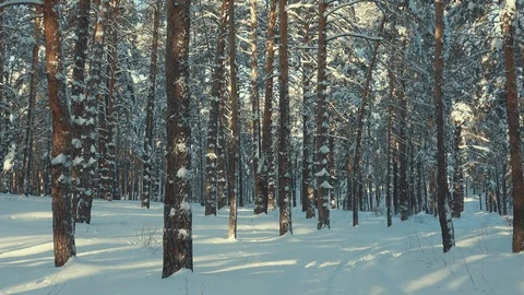 Slender trees in the snow in the winter forest Stock Footage 119410363