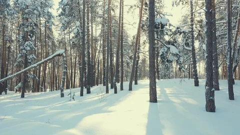 Slender trees in the snow in the winter forest Stock Footage 119576627