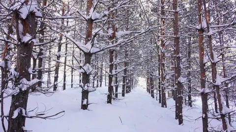 Slender trees in the snow in the winter forest Stock Footage 119578866