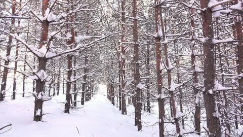 Slender trees in the snow in the winter forest Stock Footage 119592823