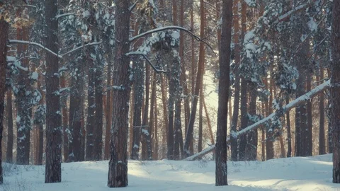Slender trees in the snow in the winter forest Stock Footage 119958370