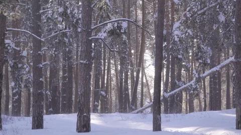 Slender trees in the snow in the winter forest Stock Footage 120084635