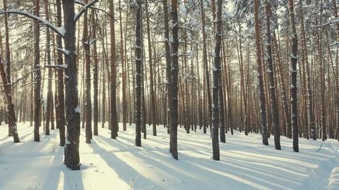 Slender trees in the snow in the winter forest Stock Footage 120121539