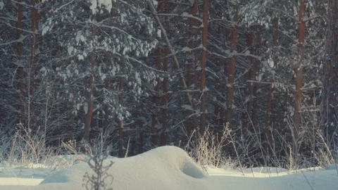 Slender trees in the snow in the winter forest Stock Footage 121148501