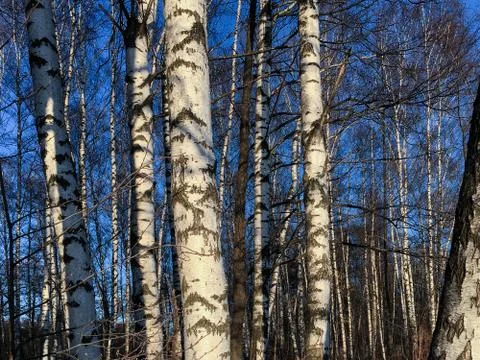 The slender trunks of birch trees on a background of the blue sky of spring. Stock Photos