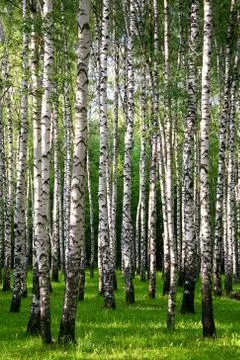 Slender trunks of birches in the rays of the summer setting sun Stock Photos
