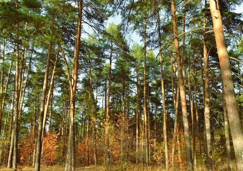 The slender trunks of the pine trees in the autumn woods under the evening sun Stock Photos