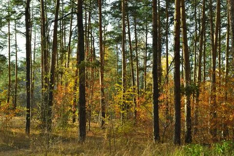 The slender trunks of the pine trees in the autumn woods under the evening sun Stock Photos