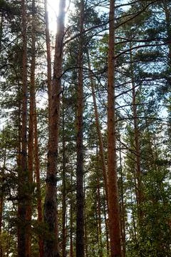 Slender trunks of pine trees in the forest Stock Photos
