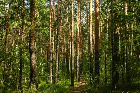 Slender trunks of pine trees illuminated by sunlight in a green coniferous Stock Photos