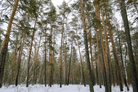 Slender trunks of pine trees in the winter forest Stock-Fotos