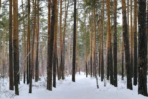 Slender trunks of pine trees in the winter forest Foto stock