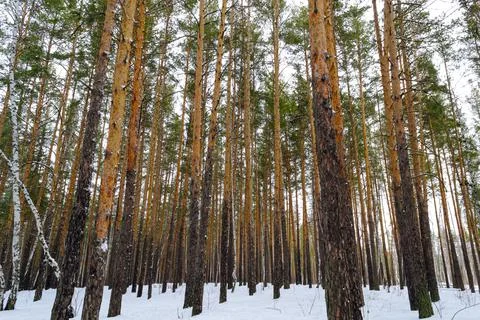 Slender trunks of pine trees in the winter forest Stock Photos