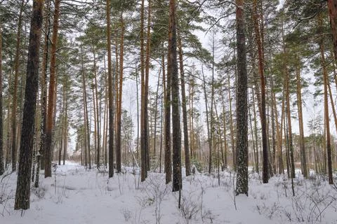 Slender trunks of pine trees in the winter forest Foto stock