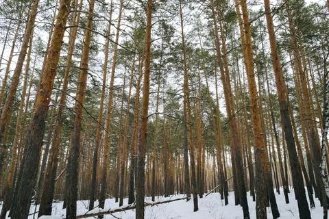 Slender trunks of pine trees in the winter forest Foto stock