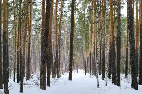Slender trunks of pine trees in the winter forest Stock Photos