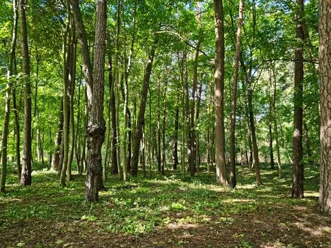 Slender trunks of young trees in a small forest on the coast of the sea bay Stock Photos