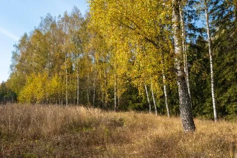 The slender white trunks of birch trees with bright yellow leaves. Stock Photos